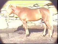 cavallo