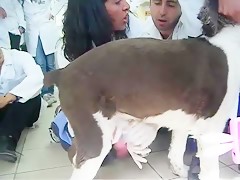 corrida canina