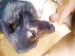 El perro lame mi semen