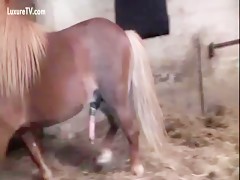 Pony con condon