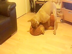 The duck has its ass open